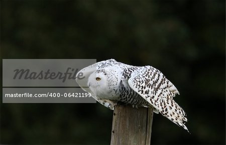 Close up of a Snowy Owl about to fly