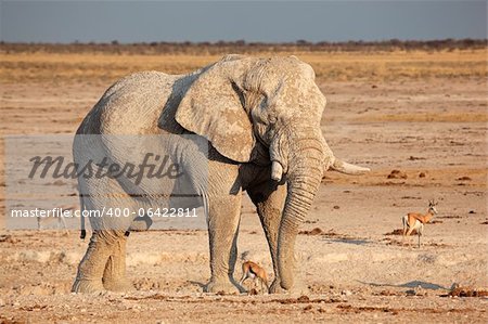Large African elephant (Loxodonta africana) bull covered in mud, Etosha National Park, Namibia, southern Africa