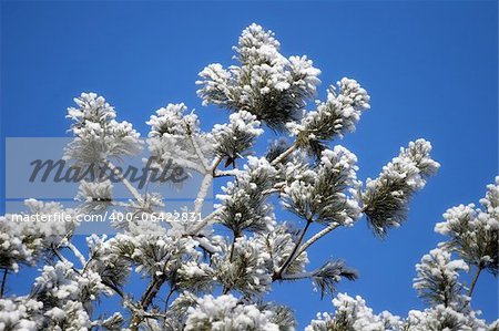 Pine-tree in winter against clear blue sky