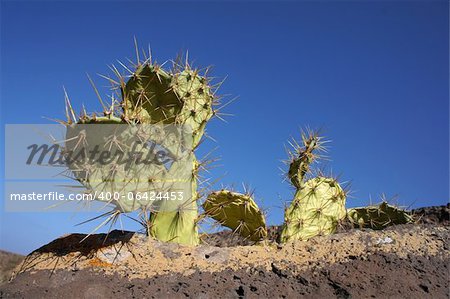 Der Feigenkaktus wächst auf vulkanischen Felsen in der Schlucht Barranco de Los Molinos, Fuerteventura, Kanarische Inseln.