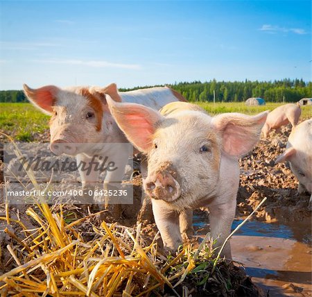 Two piglets standing on a field outside on a pigfarm in Dalarna, Sweden