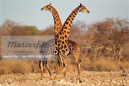 Two giraffe bulls (Giraffa camelopardalis), Etosha National Park, Namibia, southern Africa