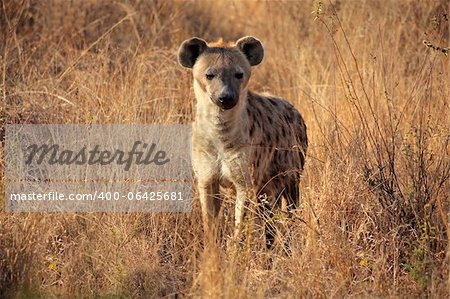 Réputation hyène tachetée (Crocuta crocuta) graminées, Afrique du Sud