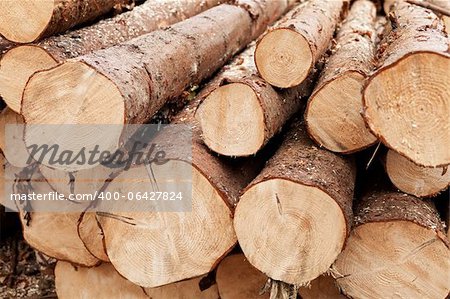 Billes de pin - industrie du bois
