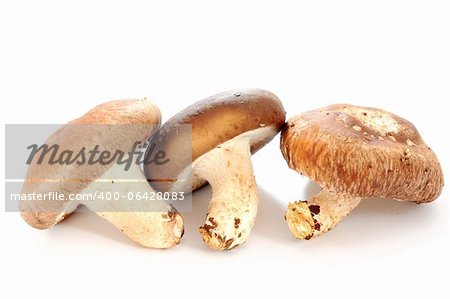 Champignons sur fond blanc