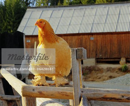 big brown hen standing on top of the fence