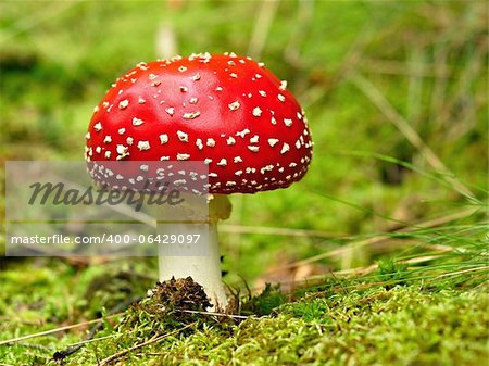 Amanita muscaria - champignons belle mais très toxiques