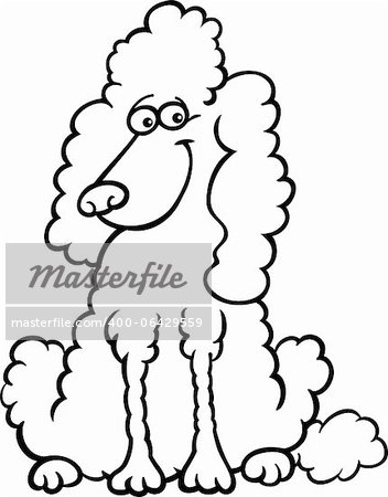 Cartoon Illustration of Funny Purebred White Poodle for Coloring Book