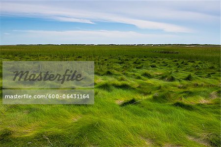 Grasses at Low Tide, Provincetown, Cape Cod, Massachusetts, USA