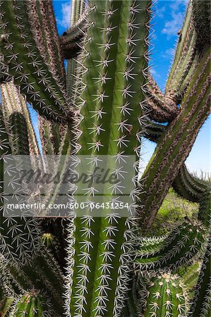 Gros plan des aiguilles sur les Cactus, petites Antilles, Aruba, Caraïbes Gros plan des aiguilles sur les Cactus, petites Antilles, Aruba, Caraïbes