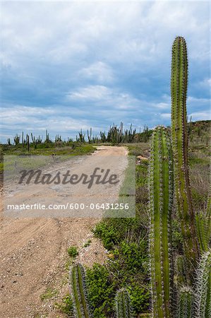 Cactus by Dirt Road, Arikok National Park, Aruba, Lesser Antilles, Caribbean