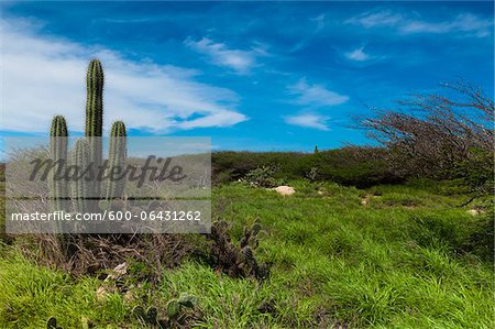 Panoramique avec Cactus, côte nord d'Aruba, petites Antilles-Caraïbes