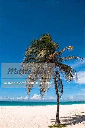 Einsame Palme, Palm Beach, Aruba, kleine Antillen, Karibik Einsame Palme, Palm Beach, Aruba, kleine Antillen, Karibik