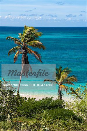 Palmiers de l'océan, Rodgers Beach, Aruba, petites Antilles, des Caraïbes Palmiers de l'océan, Rodgers Beach, Aruba, petites Antilles, des Caraïbes
