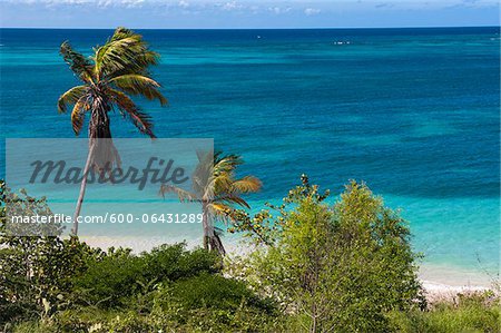 Palmiers de l'océan, Rodgers Beach, Aruba, petites Antilles, des Caraïbes Palmiers de l'océan, Rodgers Beach, Aruba, petites Antilles, des Caraïbes
