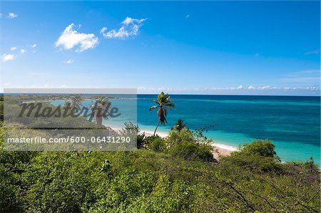 Panoramique de palmiers et côte, Rodgers Beach, petites Antilles, Aruba, Caraïbes