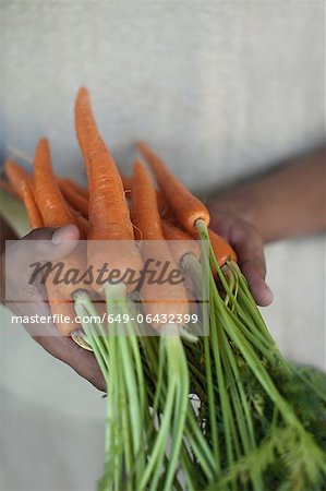 Close up of hands holding carrots