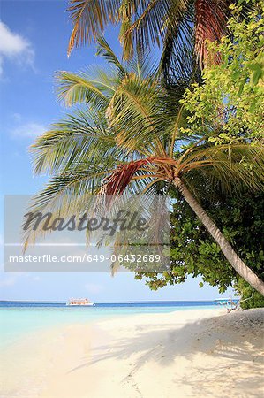 Palmen am tropischen Strand