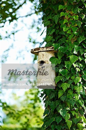 Birdhouse on ivy tree in backyard