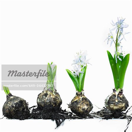 Stages of bulb growth to flower