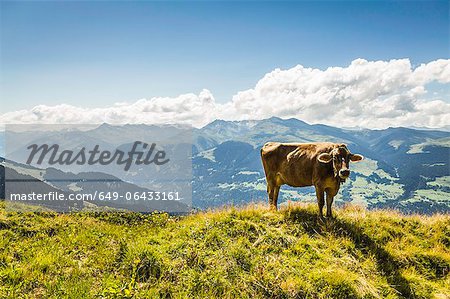 Cow grazing on grassy hillside