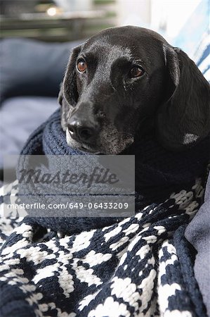 Hund umwickelt gestrickte Decke auf dem sofa