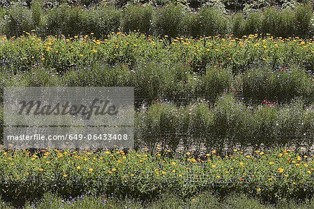 Rows of colorful flowers in field