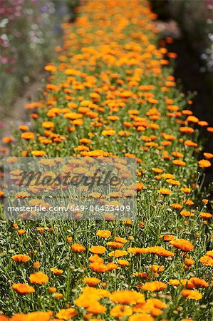 Row of orange flowers in field