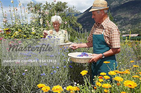 Personnes âgées cueillait des fleurs dans le champ