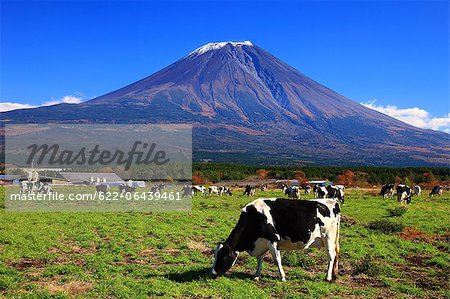 Grasende Kühe und Asagiri Plateau in Fujinomiya, Präfektur Shizuoka