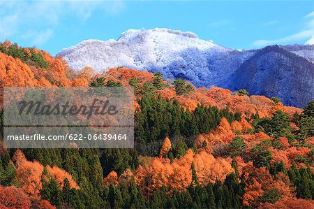 Trees, autumn leaves and mountains covered in snow in Hakuba, Nagano Prefecture