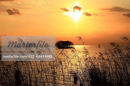 Silver grass and Lake Biwa at sunset, Shiga Prefecture Silver grass and Lake Biwa at sunset, Shiga Prefecture