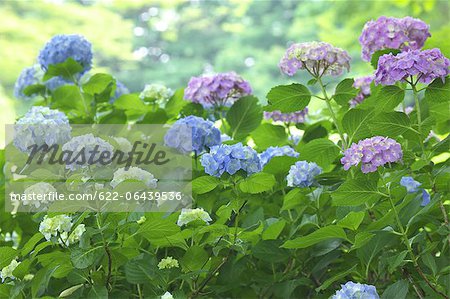 Hydrangea flowers