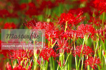 Nahaufnahme von Spider Lily Blumen