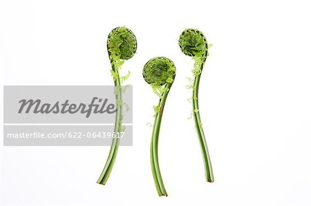 Japanese fern edible buds against white background