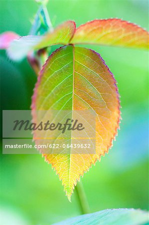 Close up of rose leaf