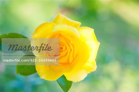 Gros plan d'une rose jaune Graham Thomas