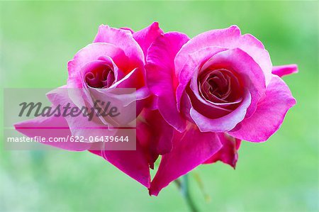 Close up of Princess Chichibu rose flowers