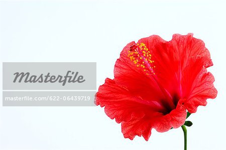 Close up of Hibiscus flower against white background