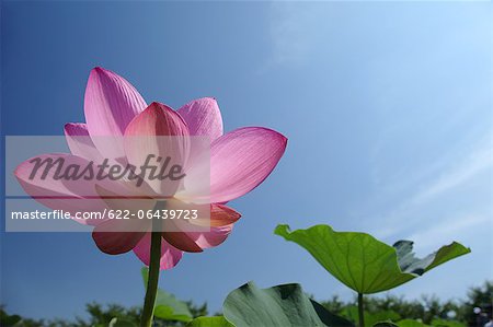 Gros plan de fleurs de Lotus et ciel bleu