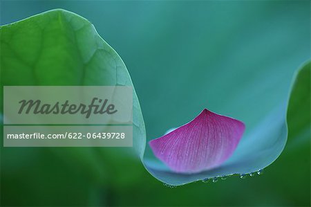 Close up of Lotus flower