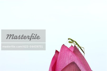 Gros plan de Mantis et fleur de Lotus sur fond blanc