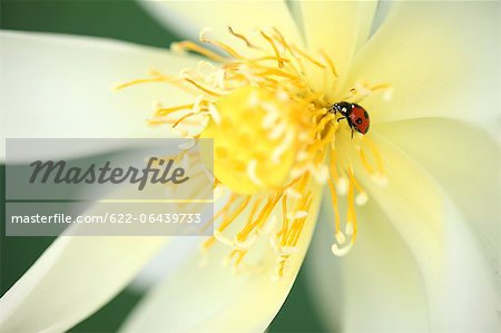 Close up of Lotus flower and Ladybug