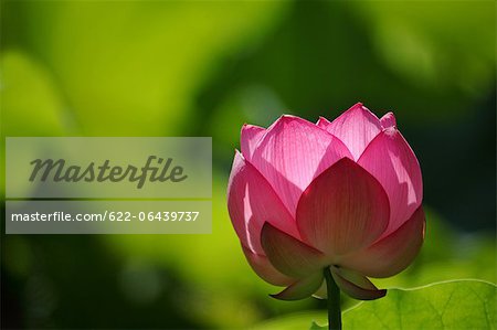 Close up of Lotus flower