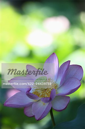 Gros plan de fleurs de Lotus
