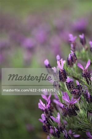 Close up of Lavender flowers