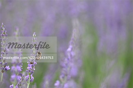 Close up of Lavender flowers and bee