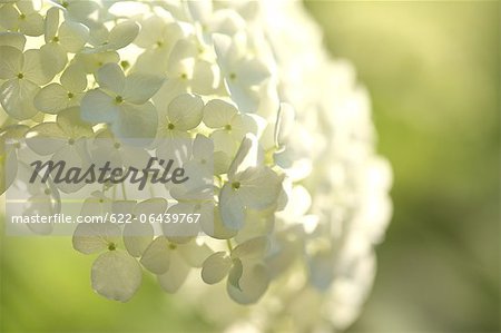 Gros plan de fleurs de l'hortensia