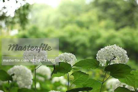 Fleurs d'hortensia