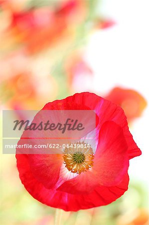 Nahaufnahme von Poppy flower